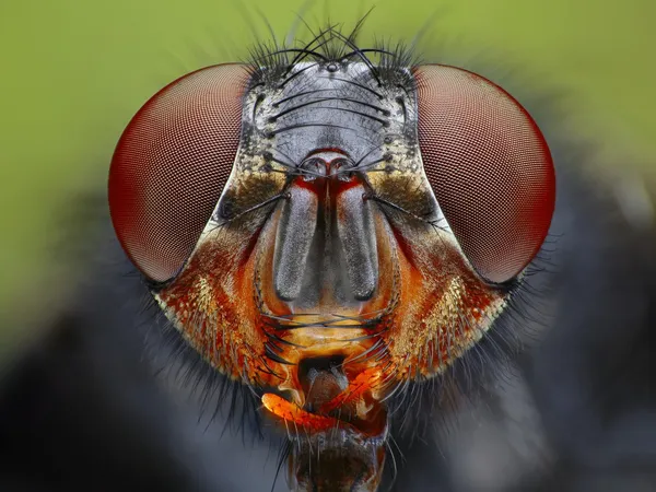 Fliegenkopf aus nächster Nähe — Stockfoto