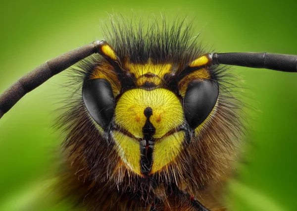 Extreme sharp and detailed study of wasp head — Stock Photo, Image