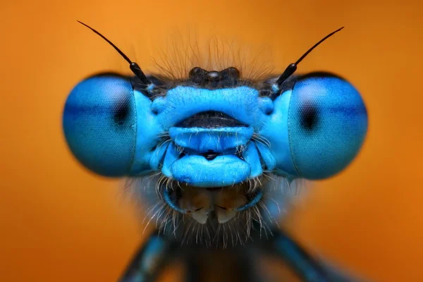 Damselfly — Stock fotografie