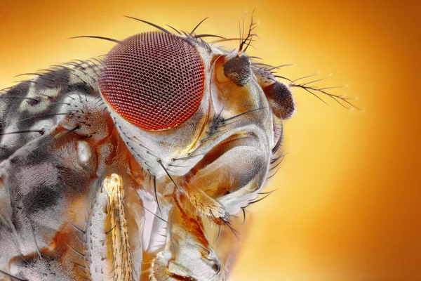 Macro mosca da fruta — Fotografia de Stock
