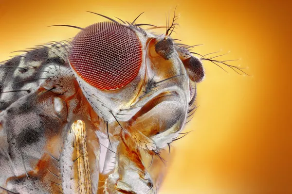 Fruchtfliegenmakro — Stockfoto