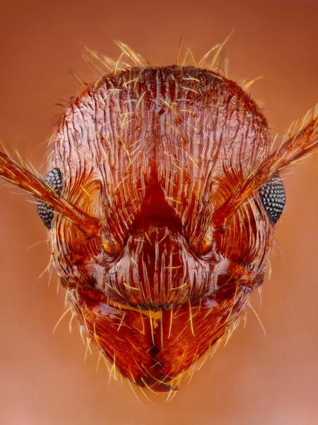 Extreem scherpe mier hoofd close-up — Stockfoto