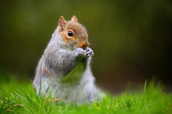 Comer ardilla gris — Foto de Stock