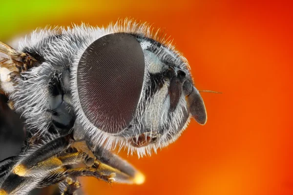 Ακραία απότομη και λεπτομερή μελέτη της μύγας — Φωτογραφία Αρχείου