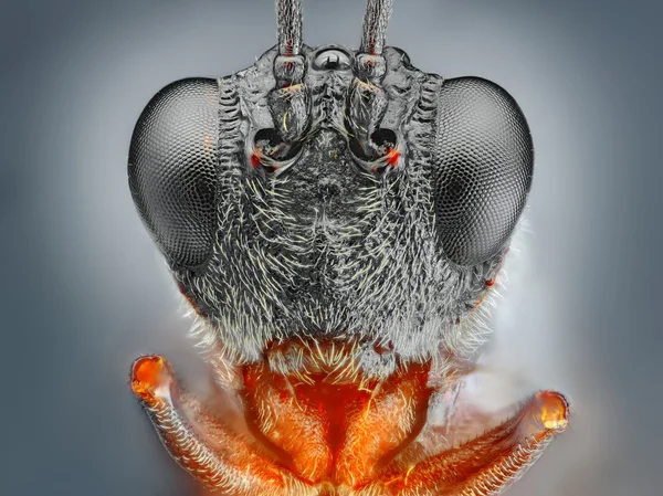 Makro wasp detay