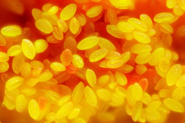 Extrem scharfe und detaillierte Untersuchung der Pollen — Stockfoto