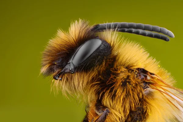 Extreem scherpe en gedetailleerde studie van bijen — Stockfoto