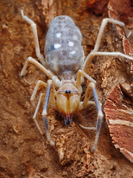 Kamelspinne — Stockfoto