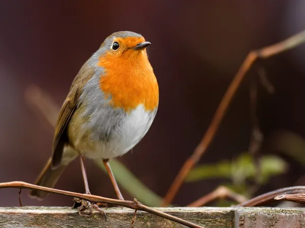 Uccello Robin — Foto Stock