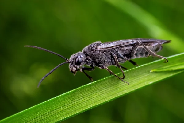 Avispa negra — Foto de Stock