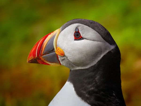 Atlanti puffin — Stock Fotó