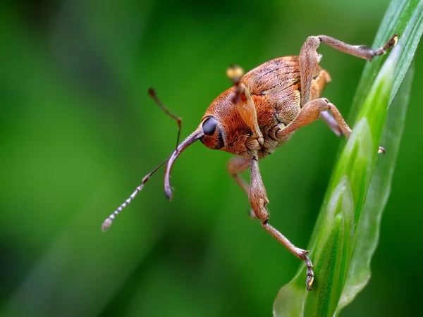 O Weevil — Fotografia de Stock