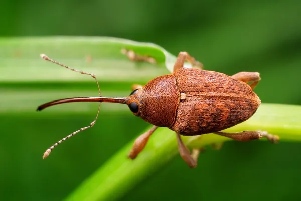 Tonchio — Foto Stock