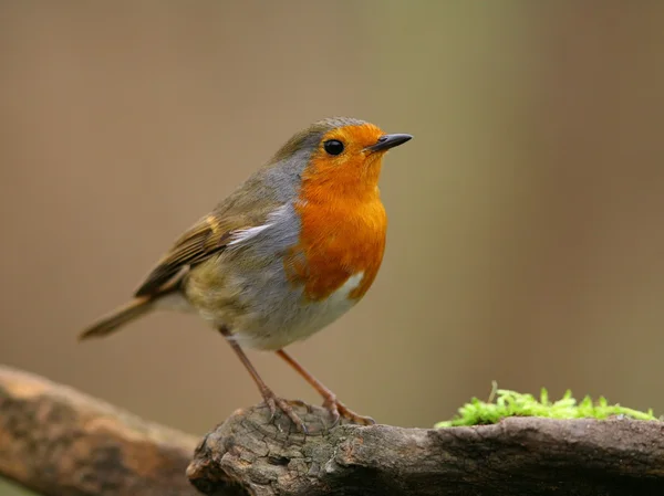 Robin europeo — Foto de Stock