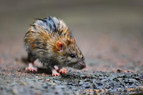 Rato molhado — Fotografia de Stock