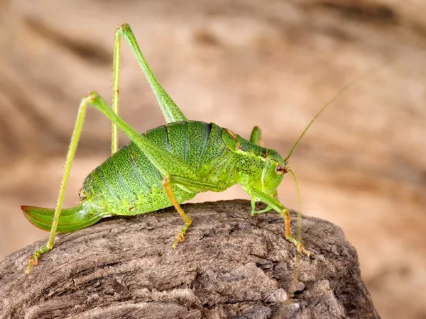 Green grasshopper on bark — Stock Photo, Image