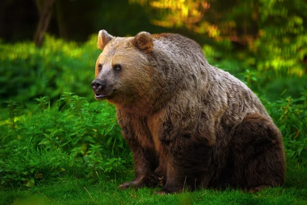 Braunbär — Stockfoto