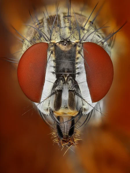 Estudo extremamente agudo e detalhado da mosca — Fotografia de Stock