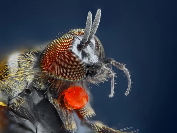 Extreme sharp and detailed study of Simuliidae fly with red parasite — Stock Photo, Image