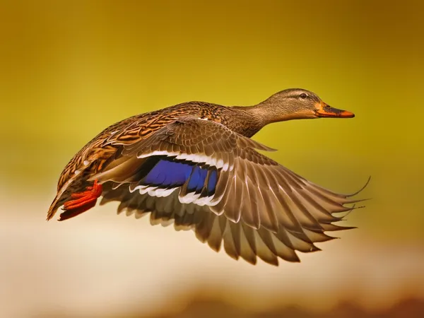 Fliegende Ente — Stockfoto