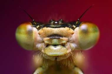 Damselfly portrait