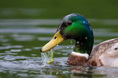 Duck mallard freshly emerged from the water clipart