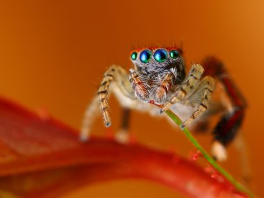 İspanyol atlama örümcek saitis barbipes