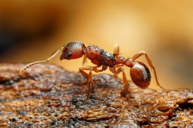 tatlı myrmica karınca