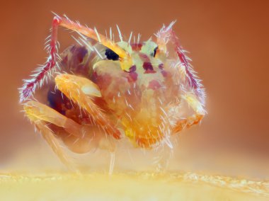 aşırı keskin ve ayrıntılı makro portresi 25 x mikroskop objektif ile çekilen 1 mm collembola çok keskin bir fotoğraf birçok çekim yığılmış
