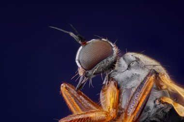 aşırı keskin ve çok keskin bir fotoğraf birçok çekim yığılmış mikroskop objektif ile çekilen küçük sinek kafa detaylı makro portresi