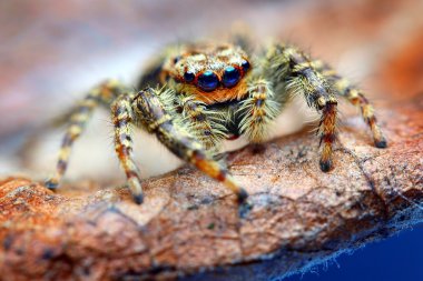 yaprak üzerinde örümcek atlama marpissa muscosa closeup