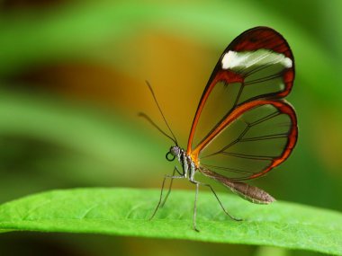 Glass wing butterfly (Greta Oto) clipart