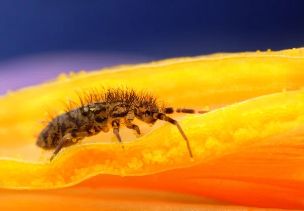 Collembola springtail on pollen macro closeup — Stock Photo, Image