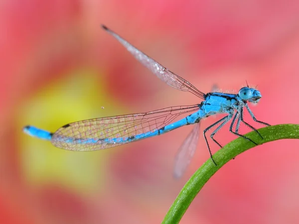 Blue damselfly macro closeup with pink flower background. — Stock Photo, Image