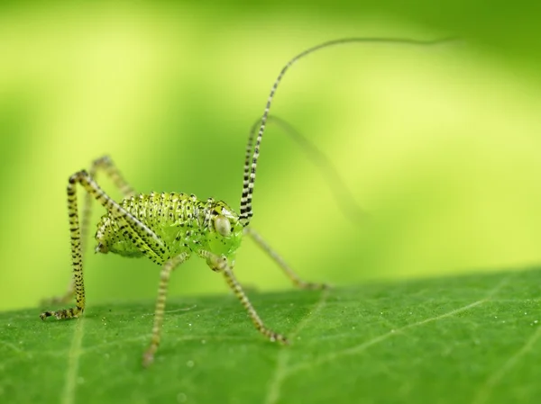 Grön gräshoppa med fin suddig bakgrund. — Stockfoto