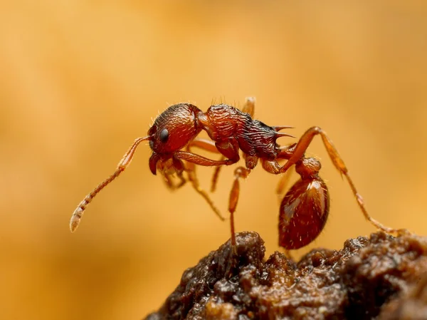 Myrmica Ameise reinigt sich in Nahaufnahme — Stockfoto