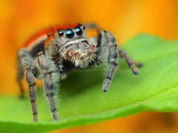 Hoppande spindel phidippus whitmani på nära håll — Stockfoto