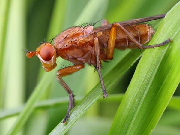 Fly closeup in its natural environment — Stock Photo, Image