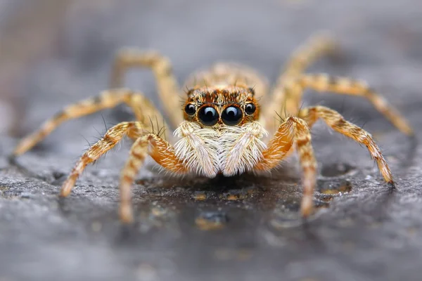 Маленький испанский прыгающий паук вблизи — стоковое фото