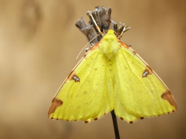 Yellow moth sharp close up — Stock Photo, Image