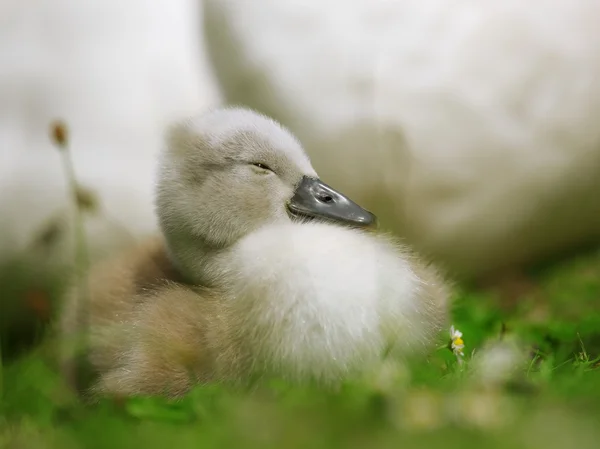 Petit cygne mignon est froid avec la mère — Photo