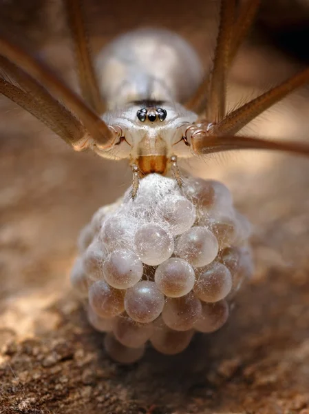 Spider está cuidando sus huevos. . — Foto de Stock