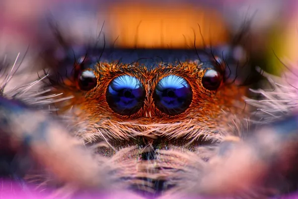 Springende Spinne phidippus regius Kopf aus nächster Nähe — Stockfoto