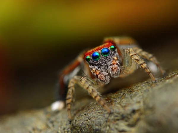 Saitis barbipes springende Spinnen beobachten — Stockfoto