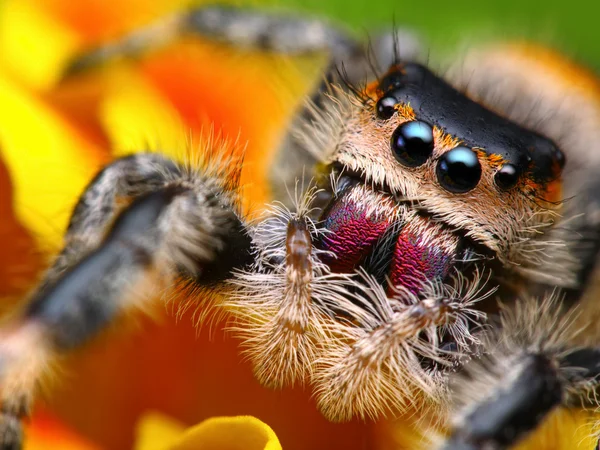 Saltando araña Phidippus regius con fondo colorido agradable — Foto de Stock