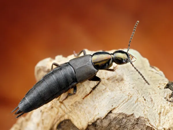 Rove beetle ile arka plan bulanık görüntü makro keskin — Stok fotoğraf