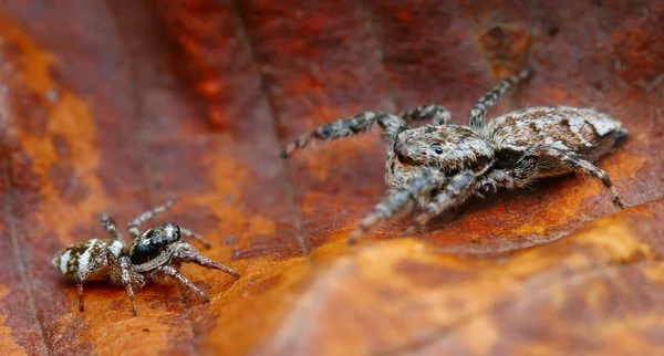David and Goliath (different sized jumping spiders fighting) — Stock Photo, Image