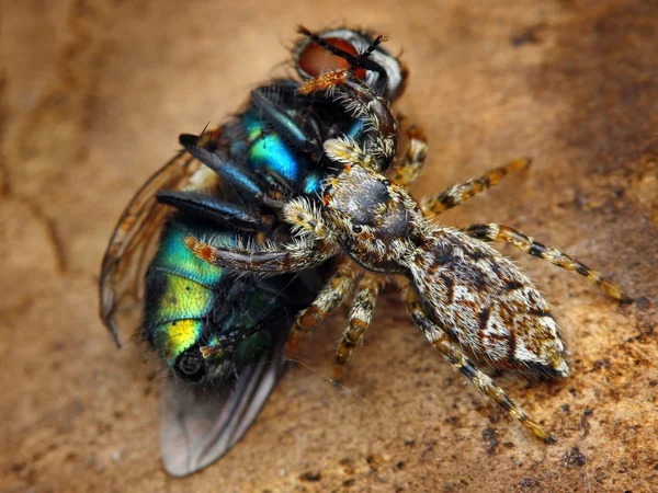 Marpissa muscosa saltando aranha comendo uma mosca — Fotografia de Stock