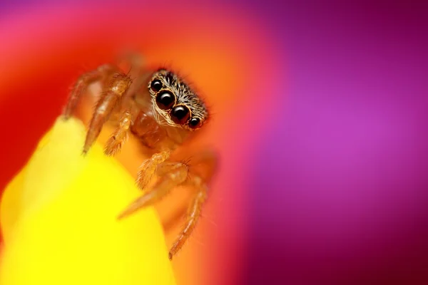 Piccolo ragno che salta con sfondo colorato — Foto Stock