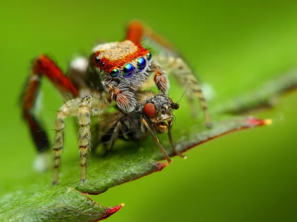 Saitis barbipes pulando aranha comendo uma mosca — Fotografia de Stock